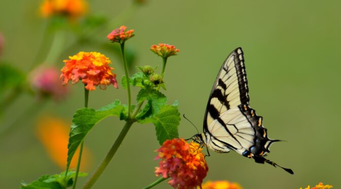 butterfly on flower